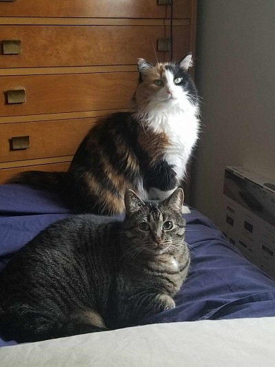 Free Maine coon kitten for adoption