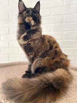 girl mainecoon  Titmouse Shaggy Beast born: 20 March 2023 color: smoke turtle