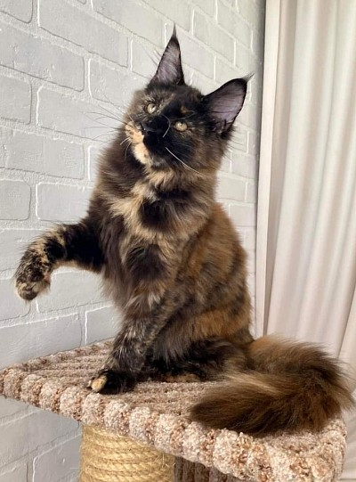 girl mainecoon certified paperworks n vet check up to date on all shots