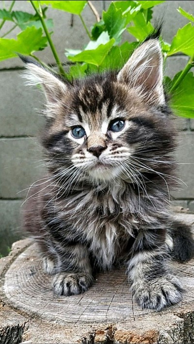 Calico Maine coon kitten for adoption