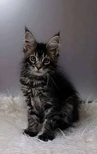 Calico Maine coon