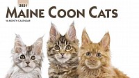Maine Coon Kittens For Sale