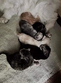 Fancy and her babies. They are starting to open their eyes