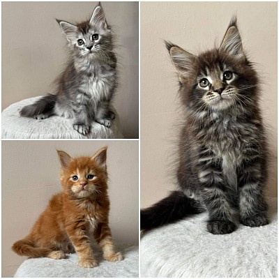 MALE MAINE COON KITTENS AVAILABLE FOR ADOPTION NOW
