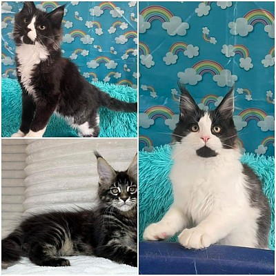 Female Maine coon kittens available for adoption