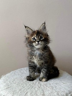 Available for adoption and ready to move
