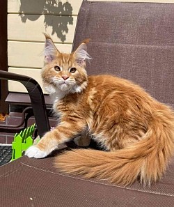 Maine coon kitten available for adoption and ready to move