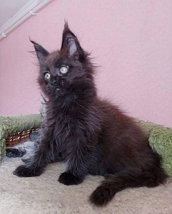 Black Maine coon kitten available for adoption